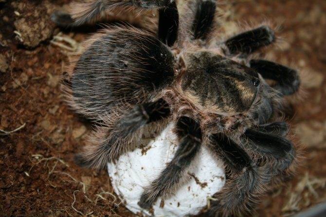 Как выглядит паук тарантул