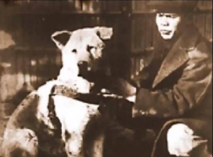 Порода собаки из фильма "хатико": фото и название, описание характера