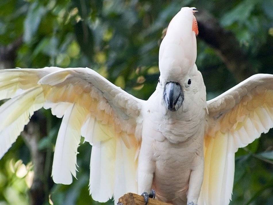 Попугай какаду - фото, описание, содержание, питание, купить