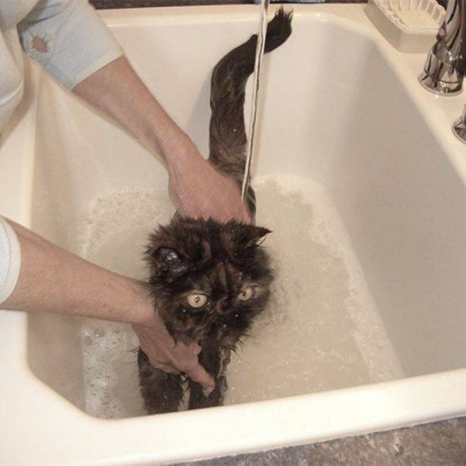 Можно ли помыть кошку детским шампунем
