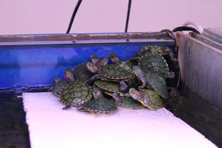 Почему черепахи живут дольше. Аквариумная черепаха красноухая. Черепаха водная красноухая. Аквариумные Черепашки красноухие. Красноухая черепаха домашняя.