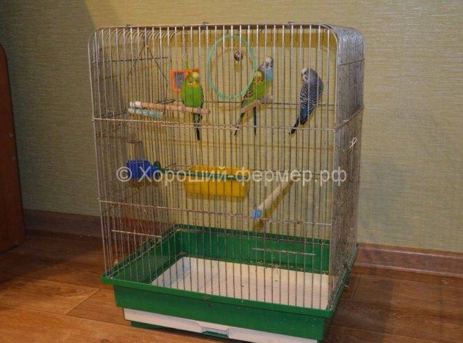 Дом и гнездо для попугаев (36 фото): как сделать домик для разведения попугаев своими руками в домашних условиях? размеры гнезда. что нужно стелить в домик?