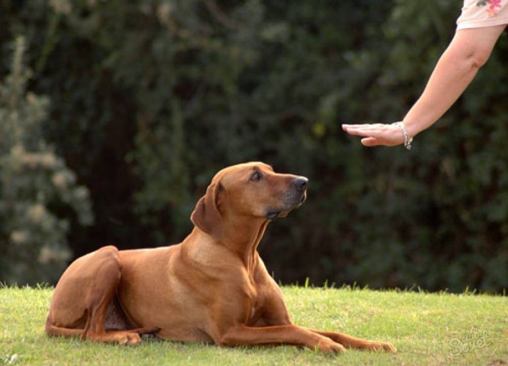 Как отучить собаку лаять на всех подряд: советы кинолога
