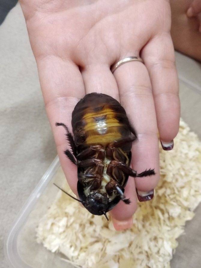 Мадагаскарский шипящий таракан — как его содержать дома