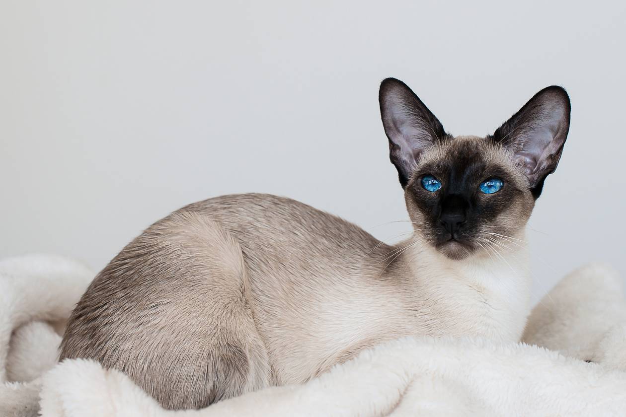 Сиамская кошка: благородное животное с синими глазами