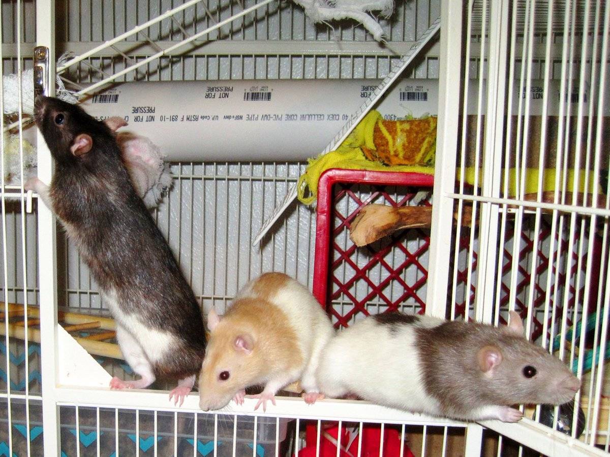 Домашние крысы — описание, уход, плюсы и минусы питомца