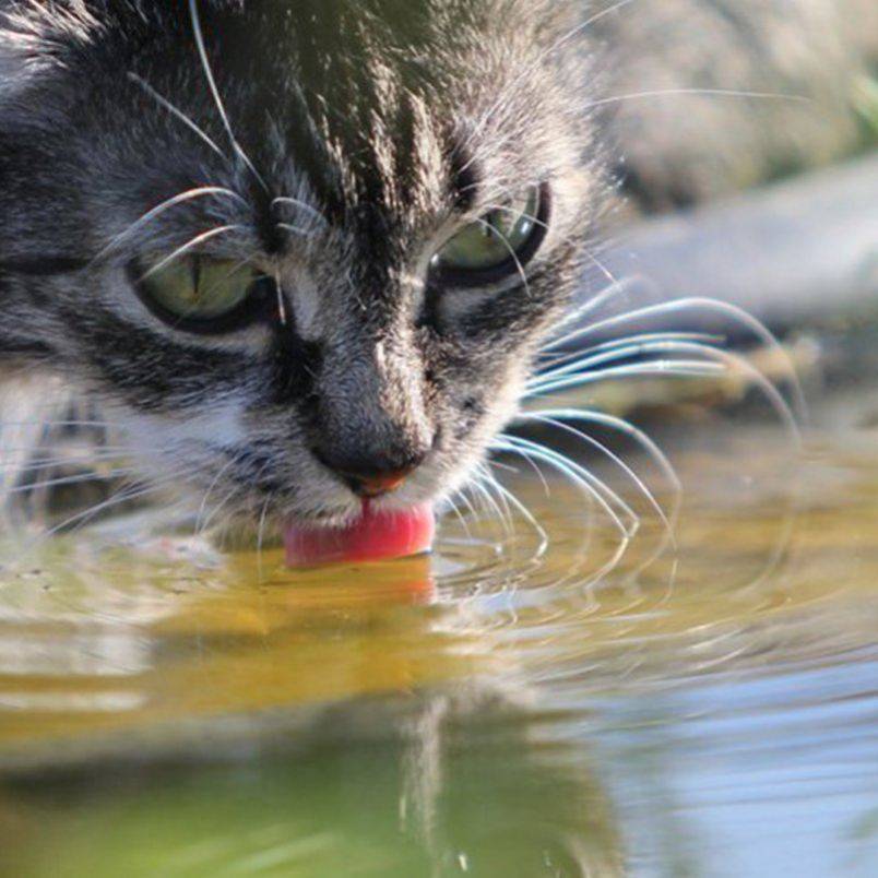 Сколько дней кошка может прожить без еды. Сколько кошки могут без воды.