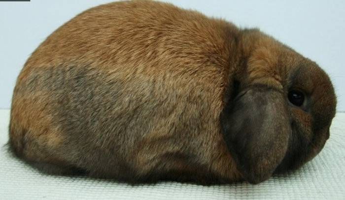 Вислоухий кролик карликовый баран: описание породы, содержание, уход, питание. цена