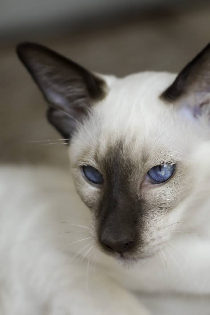 Балинезийские кошки: описание породы, характер, здоровье