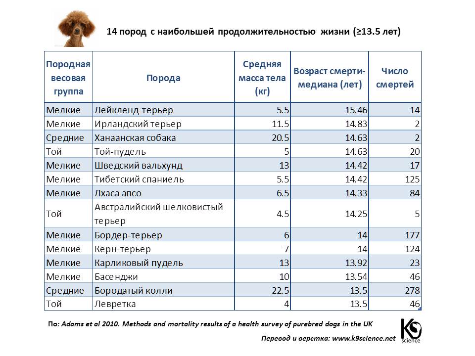 Сколько лет живут собаки в домашних условиях — таблица средней продолжительности жизни по породам