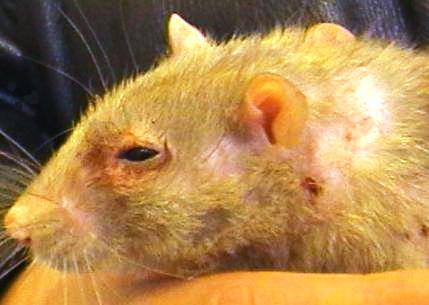 Симптомы, профилактика и лечение микоплазмоза у домашних крыс