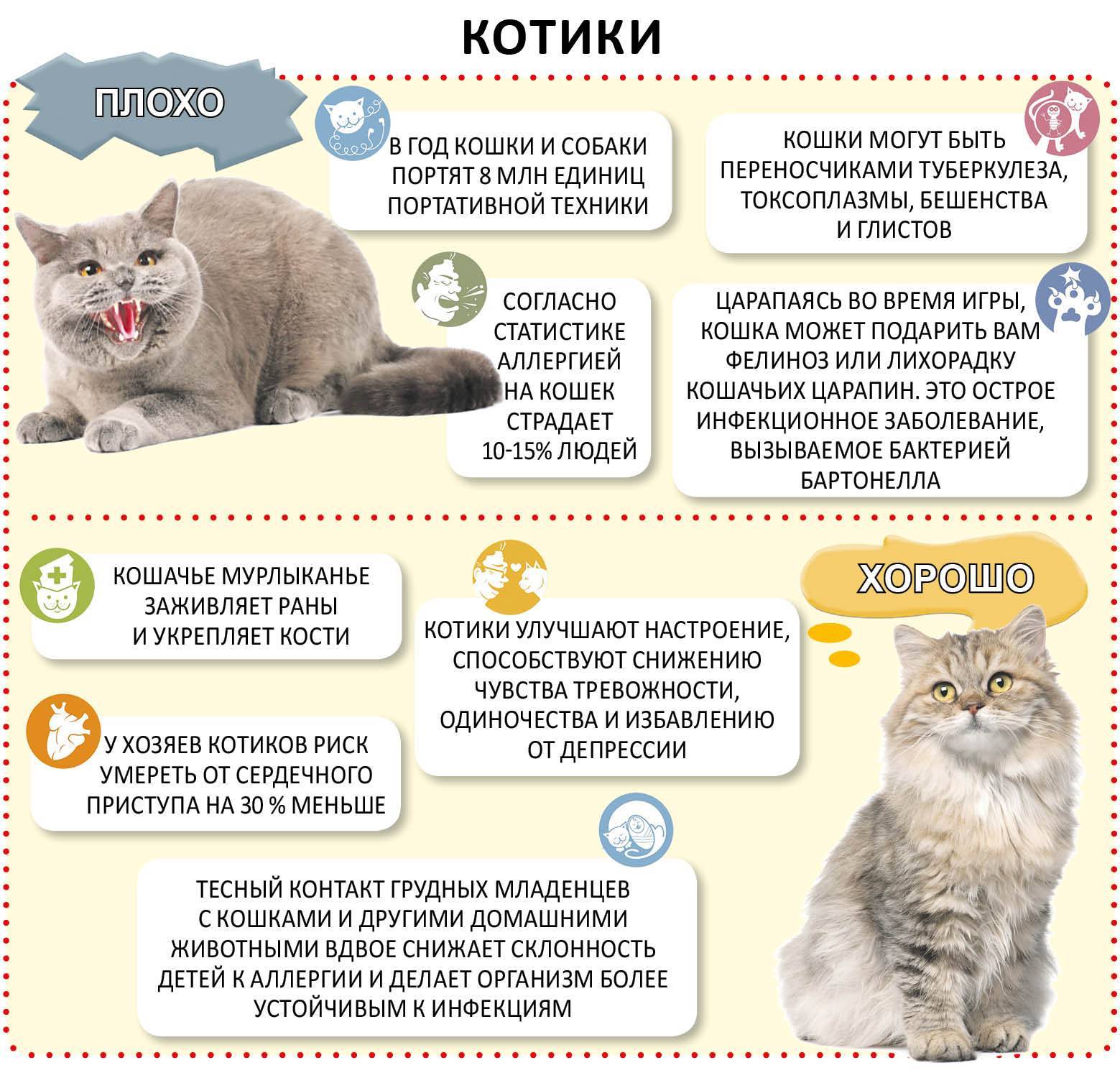 Симптомы аллергии на корм у кошек - как определить? - kotiko.ru