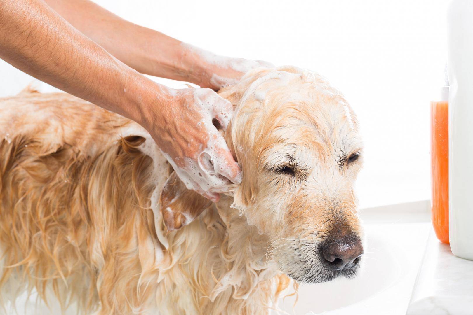 Как помочь собаке в жару: советы и рекомендации опытных владельцев | ваши питомцы