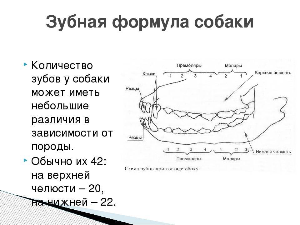 Зубная схема кошки