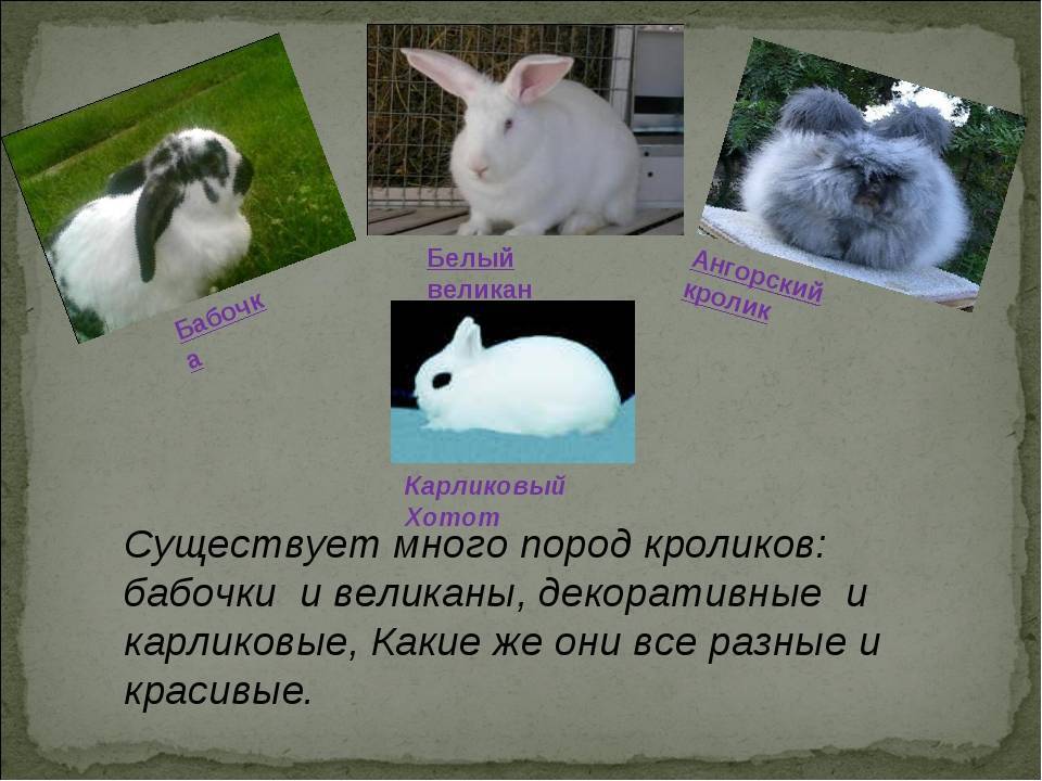 Карликовый кролик: фото, описание пород, особенности содержания домашнего любимца