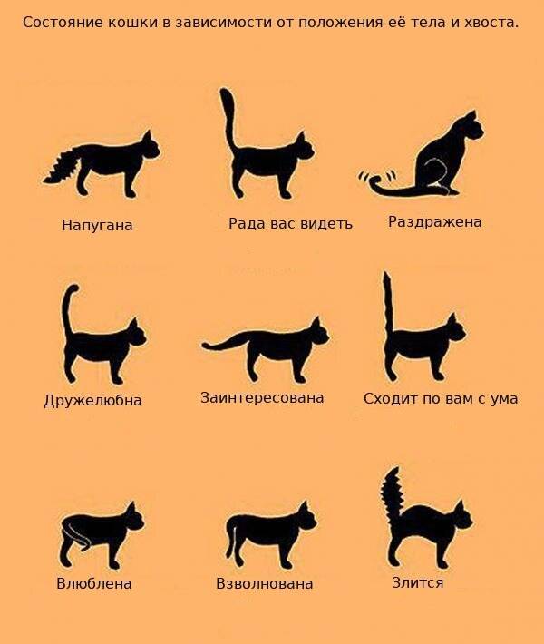 Что значит, когда кот машет хвостом?