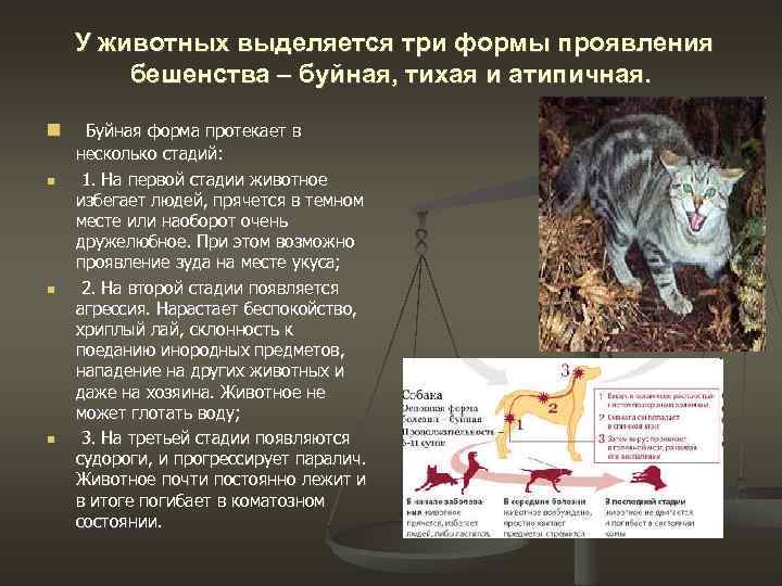 Что такое бешенство и почему опасны укусы или царапины домашних собак и кошек? -  национальный центр хирургии