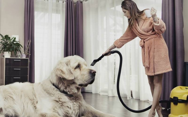 Как избавиться от запаха собаки в квартире: эффективные способы