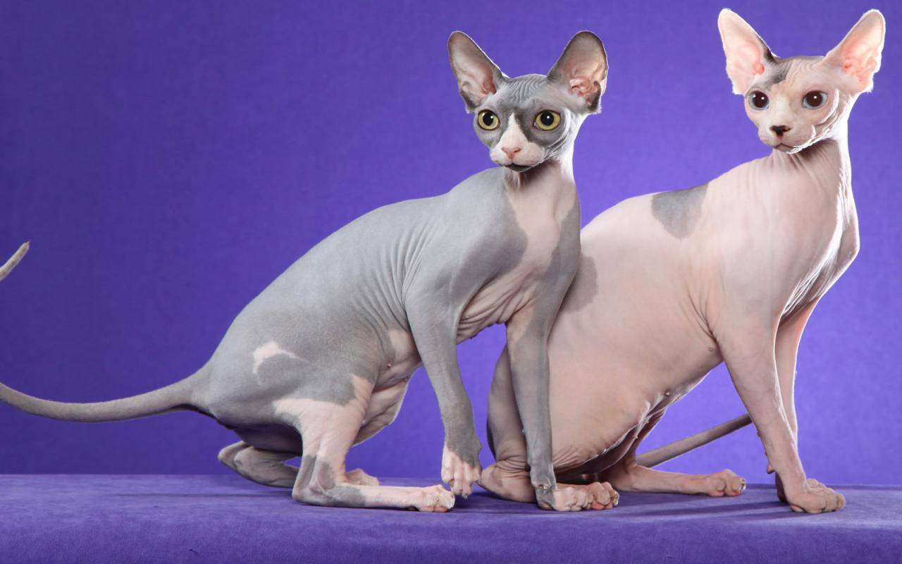 Кошки породы донской сфинкс, особенности характера и разновидности окрасов, фото кошек