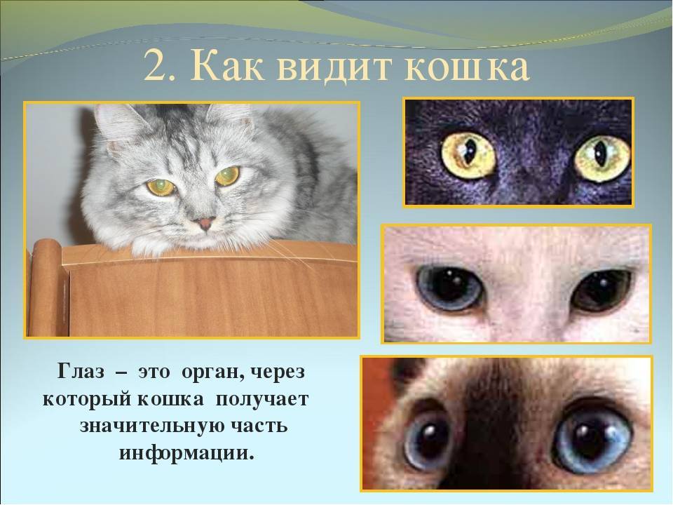Как видят кошки: подробное описание, как устроено зрение кошек и какие они способны различать цвета