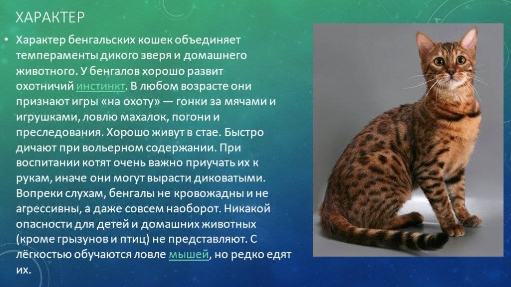 Бенгальская кошка. описание, особенности, виды, уход и содержание породы | живность.ру