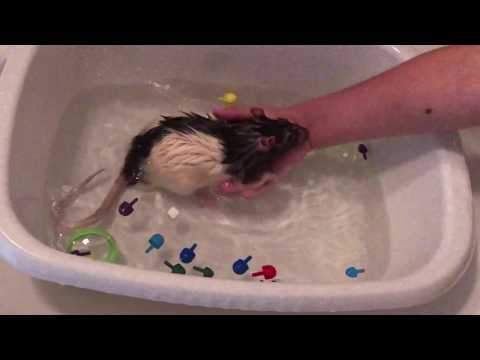 Как мыть крысу в домашних условиях, можно ли купать домашнюю крысу