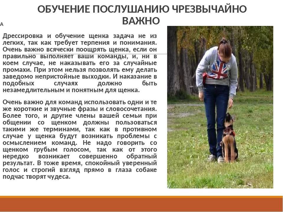 Дрессировка собаки: методы, команды, видео и советы кинологов - kotiko.ru
