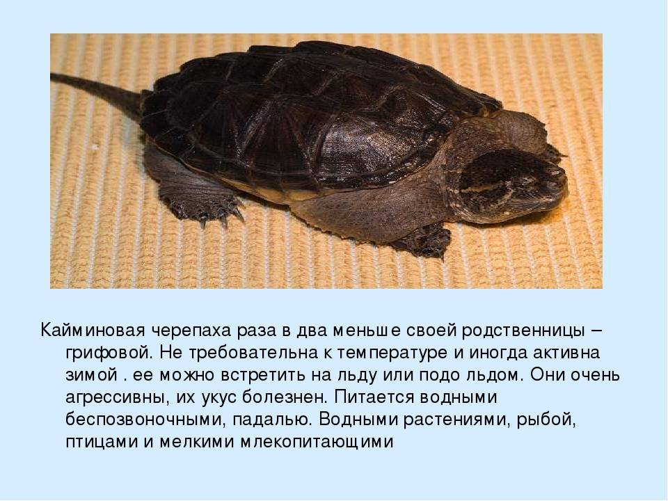 Сердечно-сосудистая и кровеносная система черепах