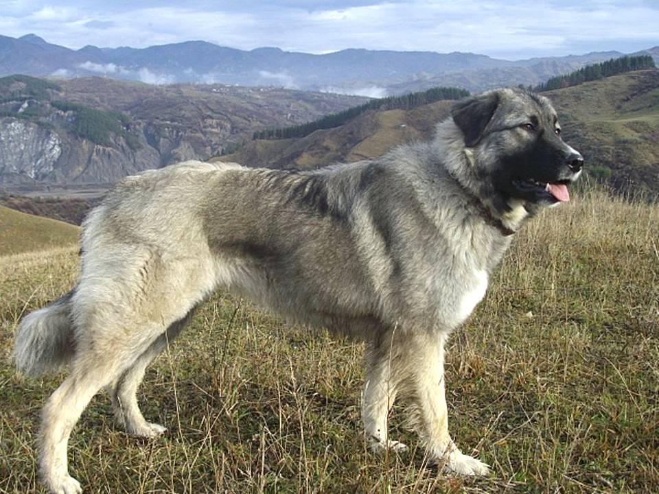 Румынская карпатская овчарка: внешний вид, характер, уход, здоровье (+ фото)