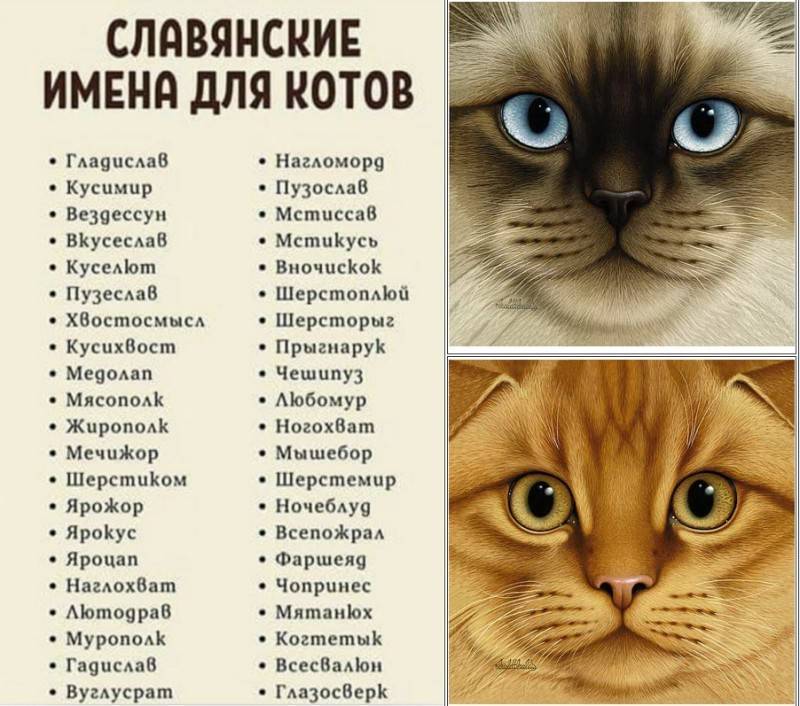 Клички для рыжих котов и кошек