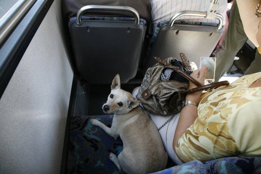 Перевозка домашних животных в поезде