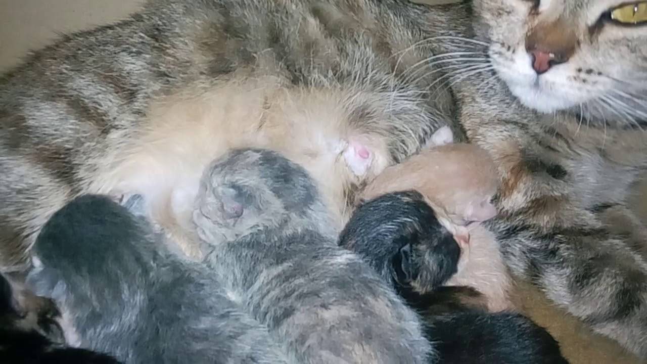 Сколько длится беременность у кошки в месяцах. Котята Мейн кун Новорожденные. Новорожденные котята.