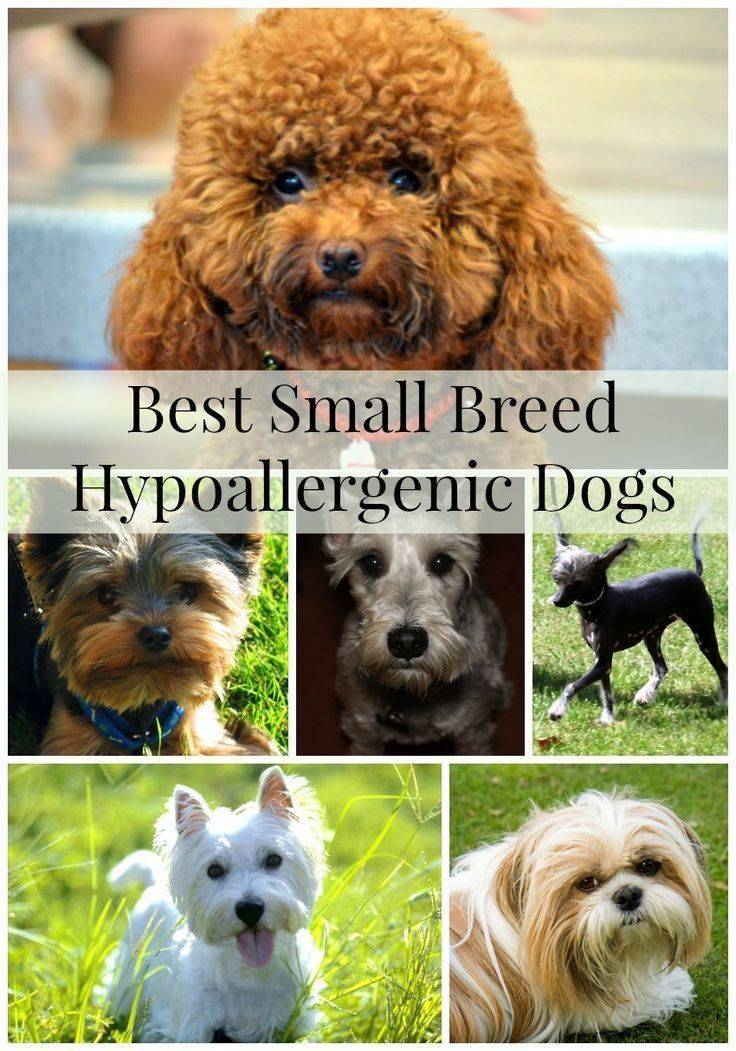 Гипоаллергенные собаки: список пород с фотографиями и названиями