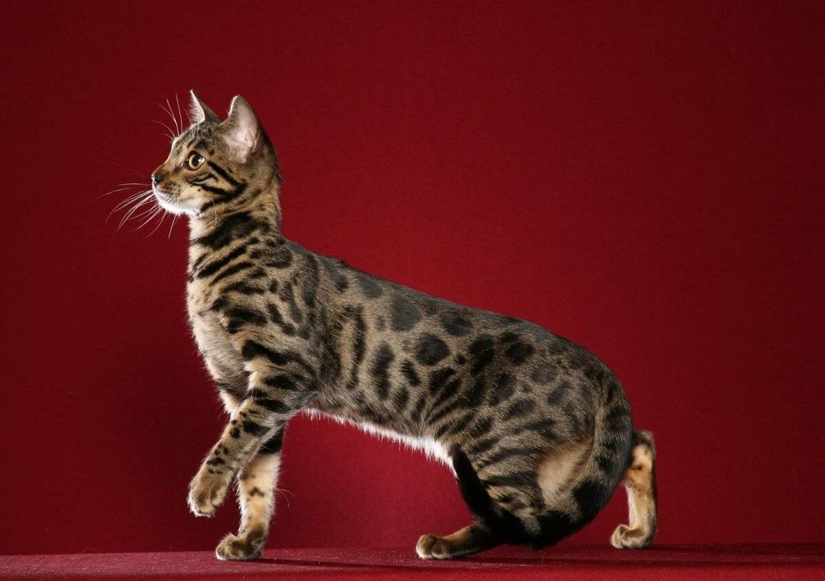 Азиатская табби - 100 фото как выглядит породистая кошка и особенности ее содержания