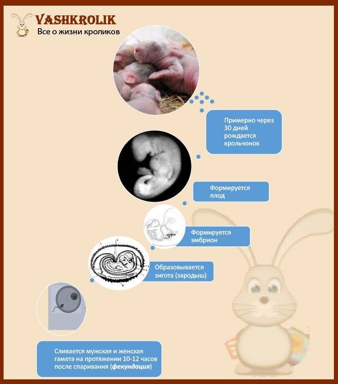 Как проходят роды крольчихи, поведение при беременности, правила ухода за самкой и потомством после окрола
