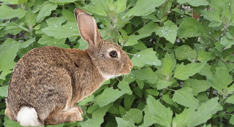 Полезно или вредно? можно ли давать кроликам и другим домашним животным топинамбур?