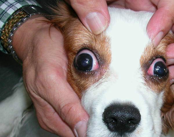 16 причин, почему у собаки красные глаза - что делать