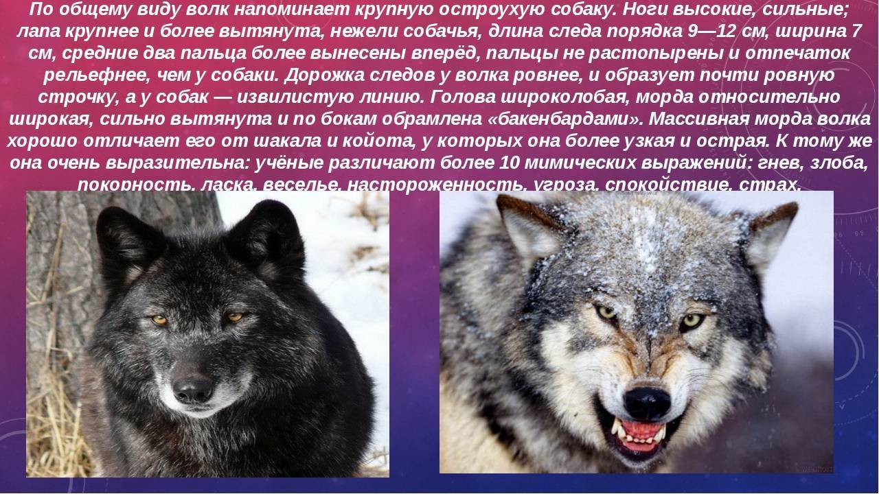 Гибрид собаки и волка — описание