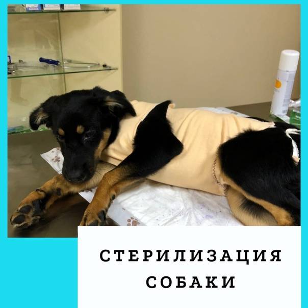 Стерилизация и кастрация собак: до какого возраста можно, осложнения, уход - kotiko.ru