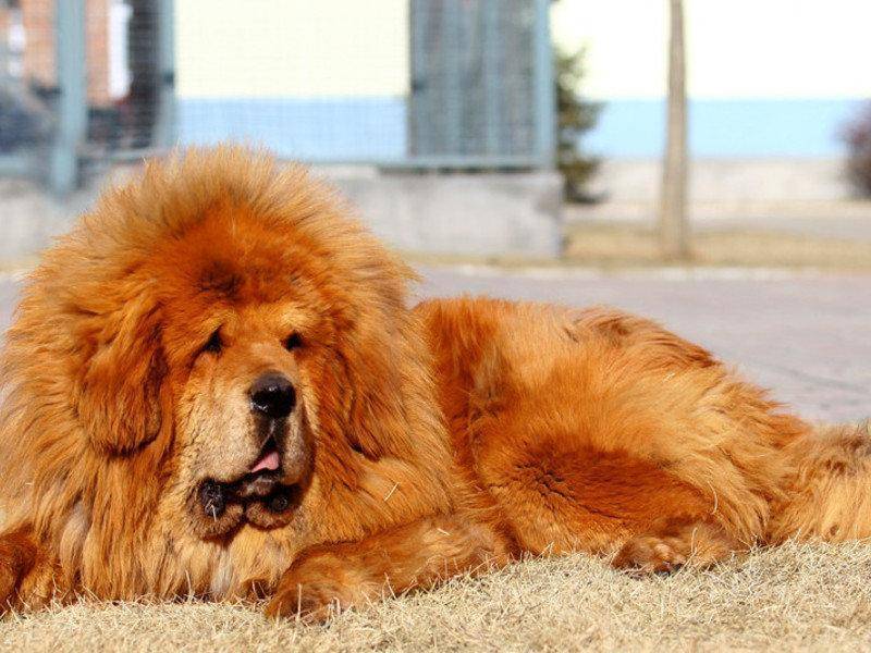 Самые дорогие породы собак: фото, цены