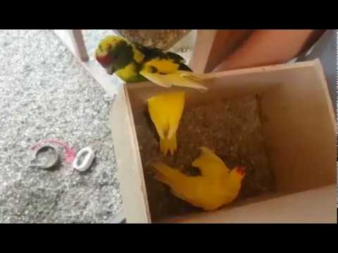 Что вы еще не знали о размножении волнистых попугаев дома
