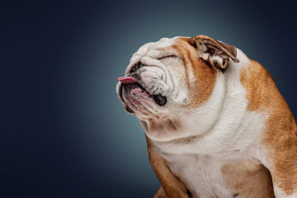 Самые глупые породы собак - топ 10 с фото