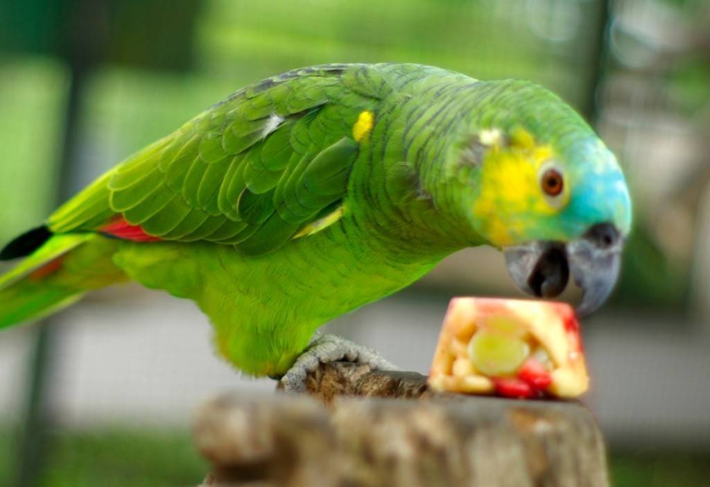 Попугай амазон: описание, уход и содержание в домашних условиях