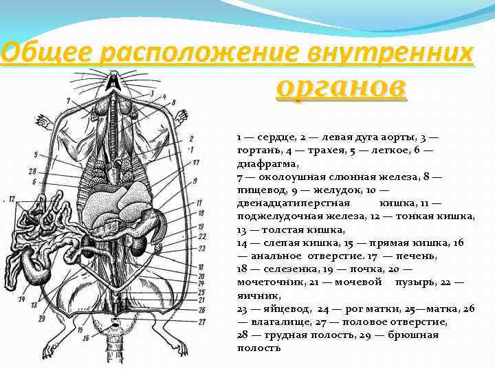 Вскрытая крыса рисунок