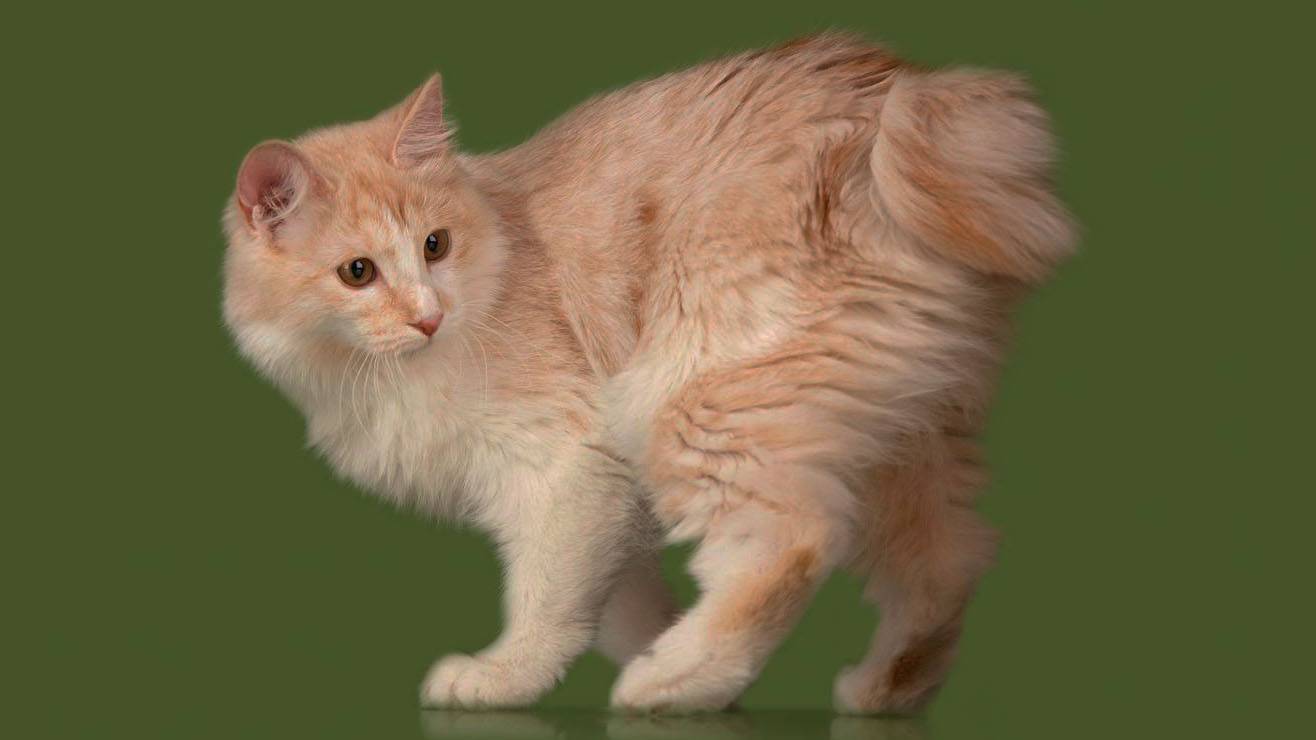 Курильский бобтейл или «кошка без хвоста». описание породы, фото
