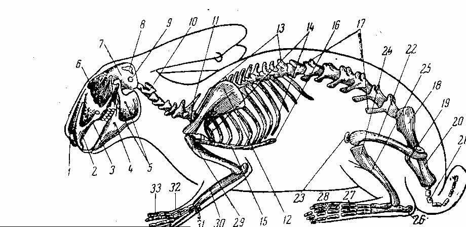 Анатомия и физиология кролика:строение скелета,внутренних органов