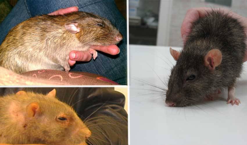 Почему домашняя крыса чихает и чешется? причины и лечение