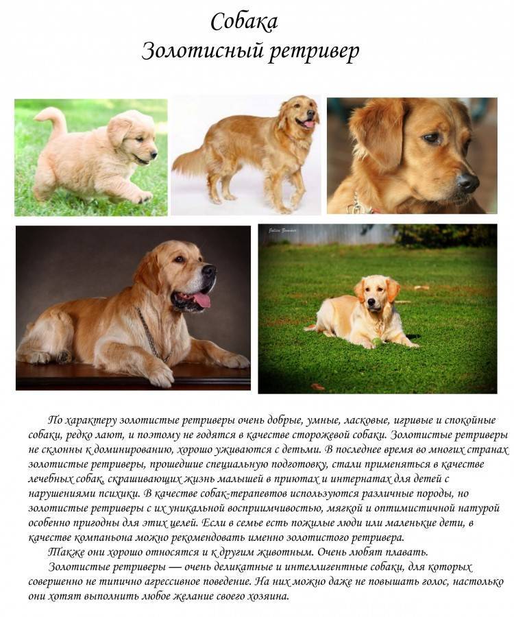 Ханаанская собака: фото, описание породы, уход и содержание