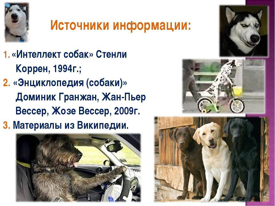 Самые умные породы кошек | ваши питомцы