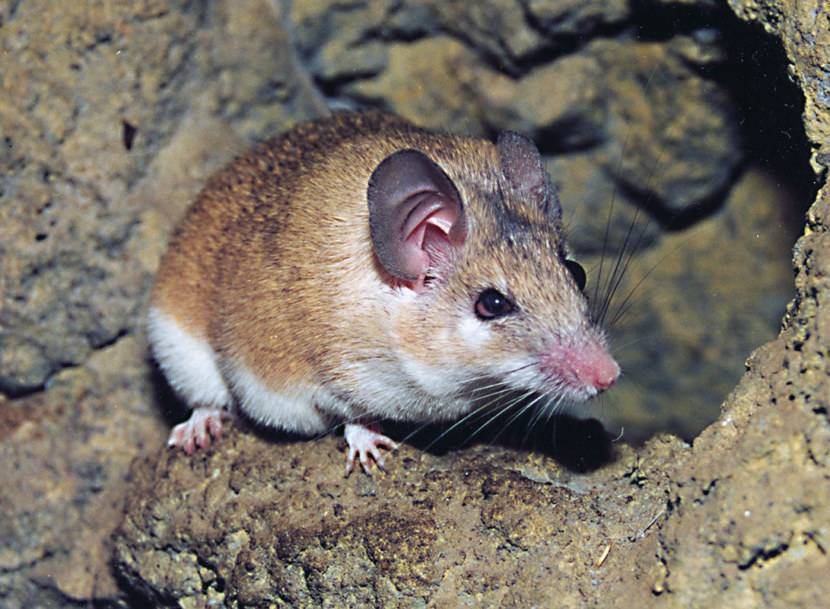 Иглистая мышь — чудо-зверек с уникальной шубкой